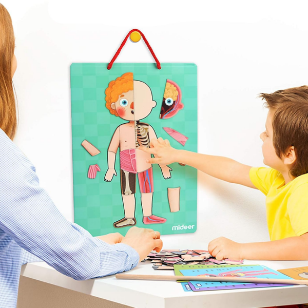 Mideer Body Magnet / Eğitici İnsan Vücudu Oyun Seti