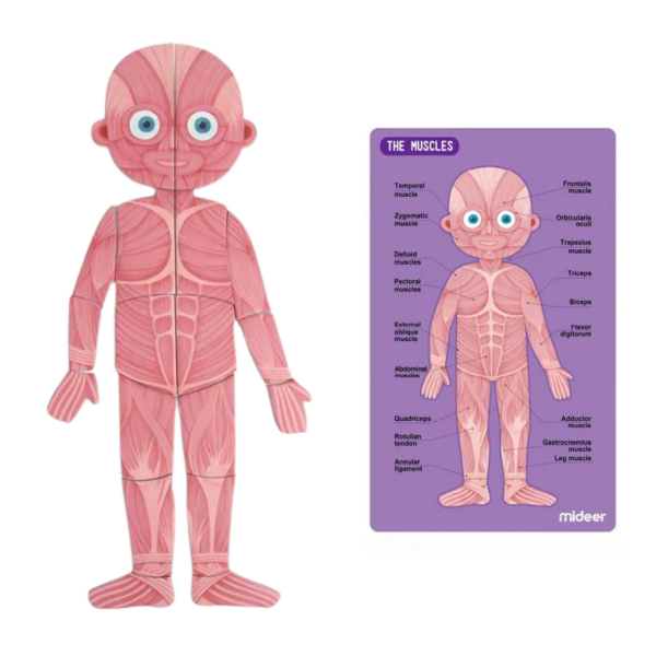 Mideer Body Magnet / Eğitici İnsan Vücudu Oyun Seti