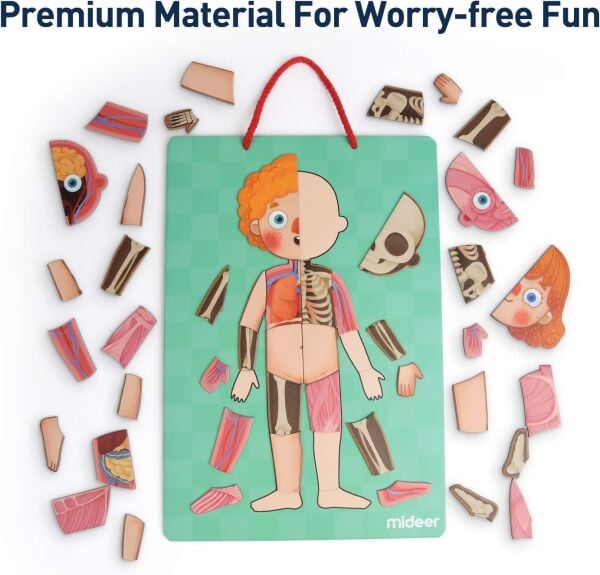 Mideer - Body Magnet / Eğitici İnsan Vücudu Oyun Seti 90 Parça