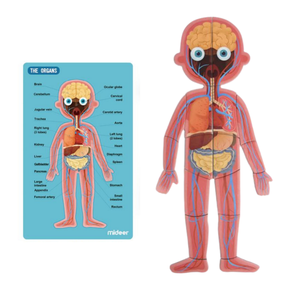 Mideer Body Magnet / Eğitici İnsan Vücudu Oyun Seti