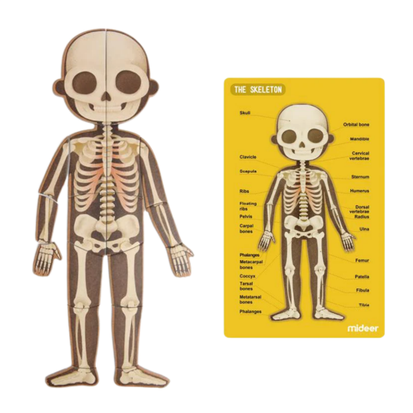 Mideer Body Magnet / Eğitici İnsan Vücudu Oyun Seti