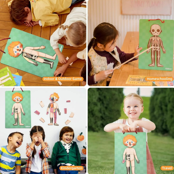 Mideer Body Magnet / Eğitici İnsan Vücudu Oyun Seti