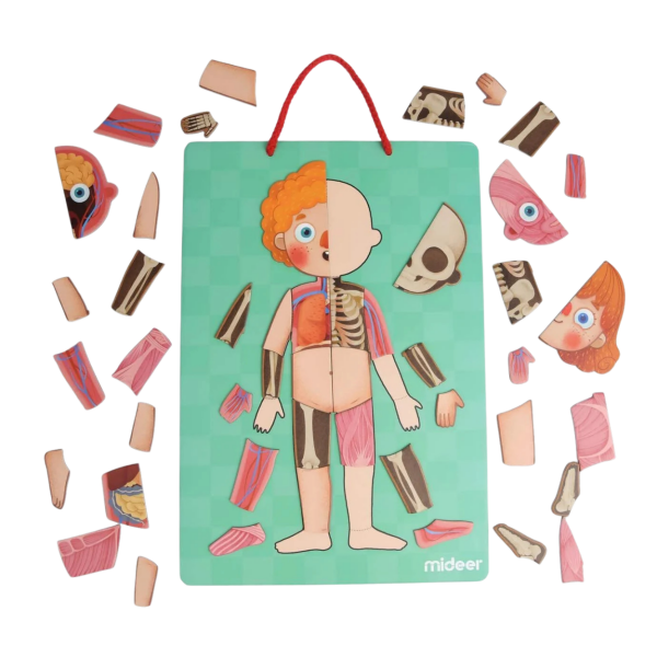 Mideer Body Magnet / Eğitici İnsan Vücudu Oyun Seti