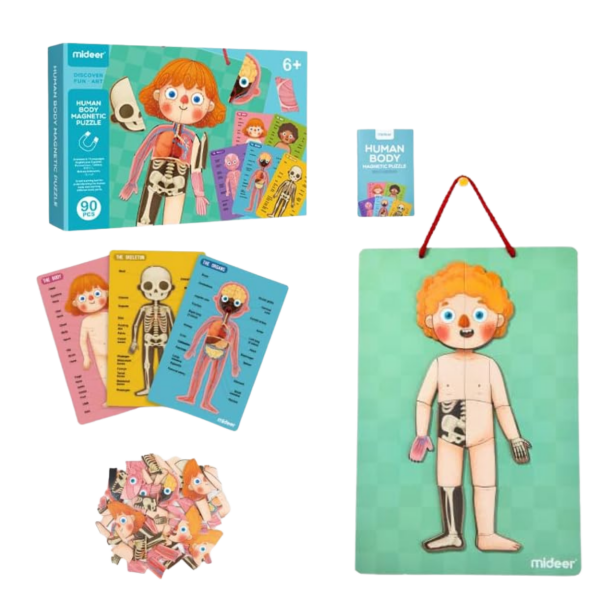 Mideer Body Magnet / Eğitici İnsan Vücudu Oyun Seti