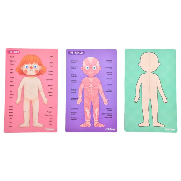 Mideer - Body Magnet / Eğitici İnsan Vücudu Oyun Seti 90 Parça
