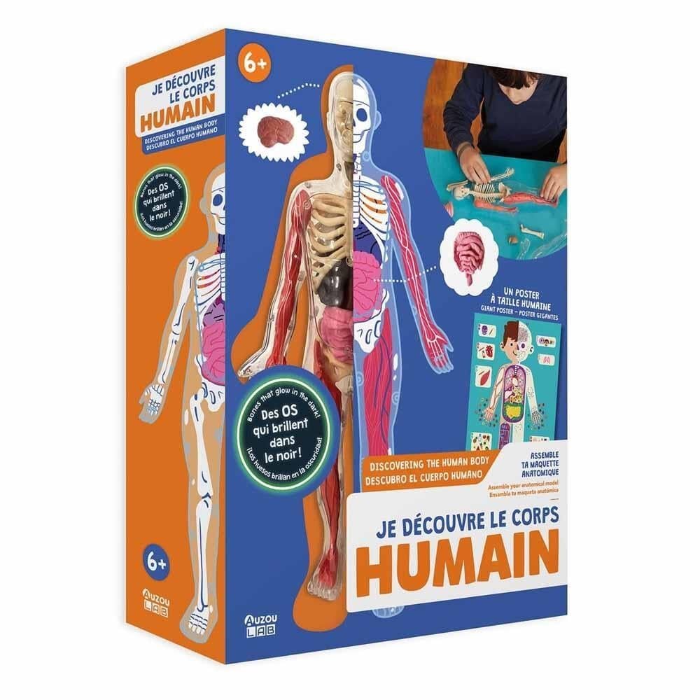İnsan Vücudunu Keşfediyorum Poster -Model Ve Kitap
