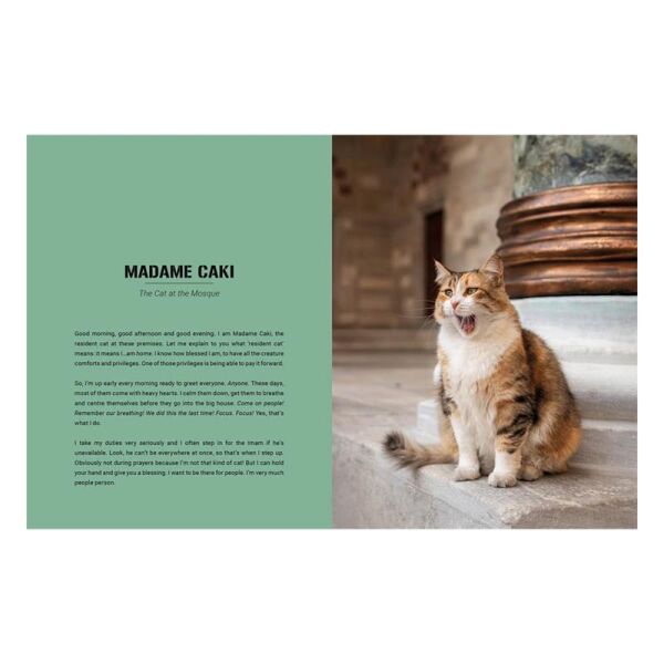 City Cats of Istanbul