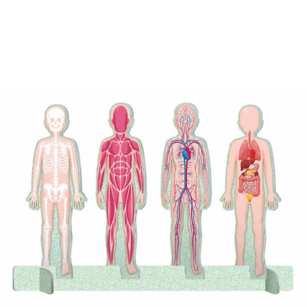 Puzzle - Atlas - 3D Model - İnsan Vücudu