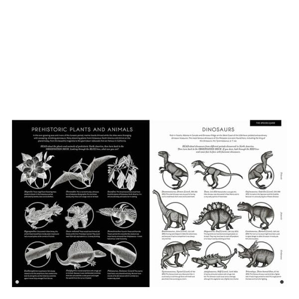 Illumisaurus