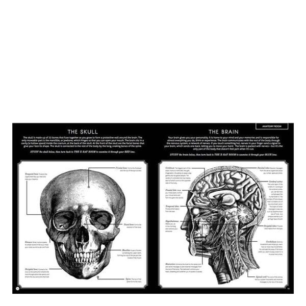 Illumanatomy