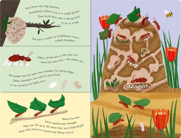 Bees and Beetles - A Flip-Flap Book of Bugs