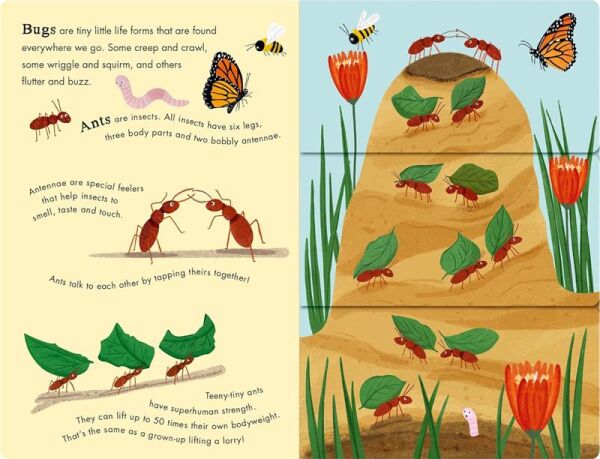 Bees and Beetles - A Flip-Flap Book of Bugs