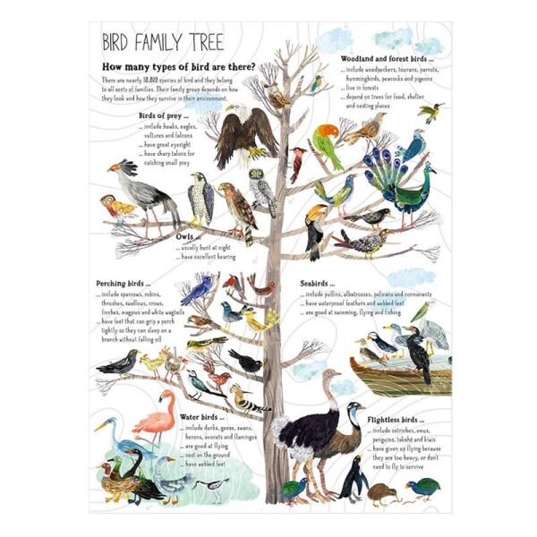 The Big Book Of Birds