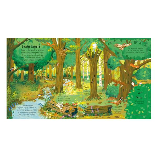 Look Inside The Woods