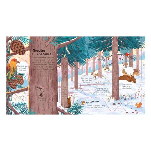 Look Inside The Woods