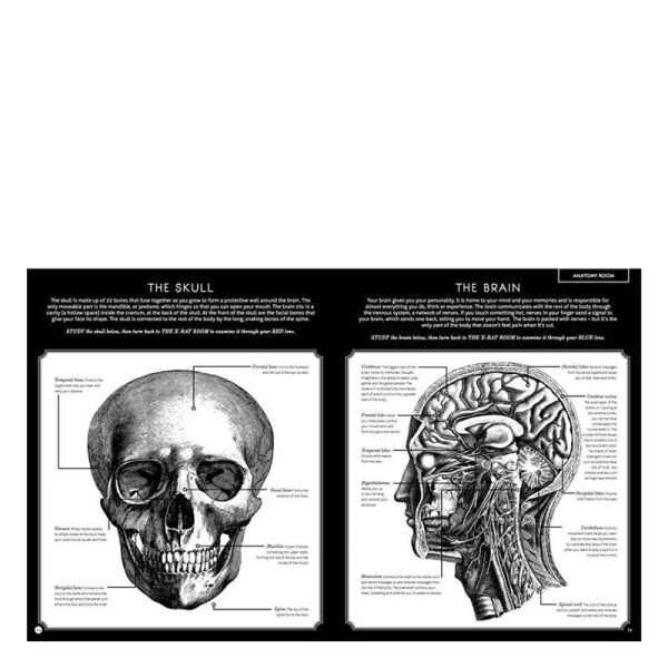 Illumanatomy